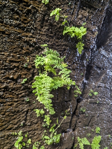 Pteridium aquilinum