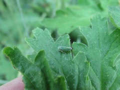 Graphocephala cythura