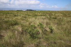 Lasiosiphon triplinervis