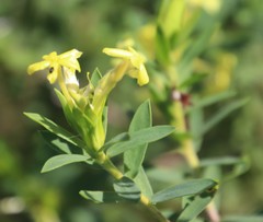 Lasiosiphon triplinervis