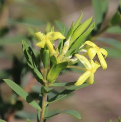 Lasiosiphon triplinervis