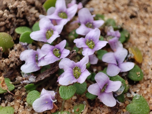 Ionopsidium acaule (Desf.) DC. ex Rchb.