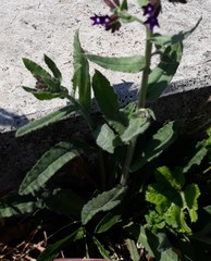 Anchusa hybrida