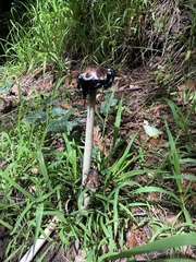 Coprinus calyptratus