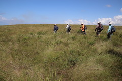 Lasiosiphon triplinervis