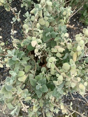 Helichrysum petiolare