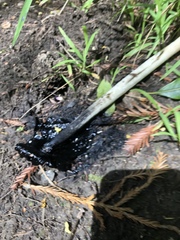 Coprinus calyptratus