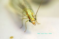 Chrysopa coloradensis