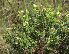 Lasiosiphon triplinervis