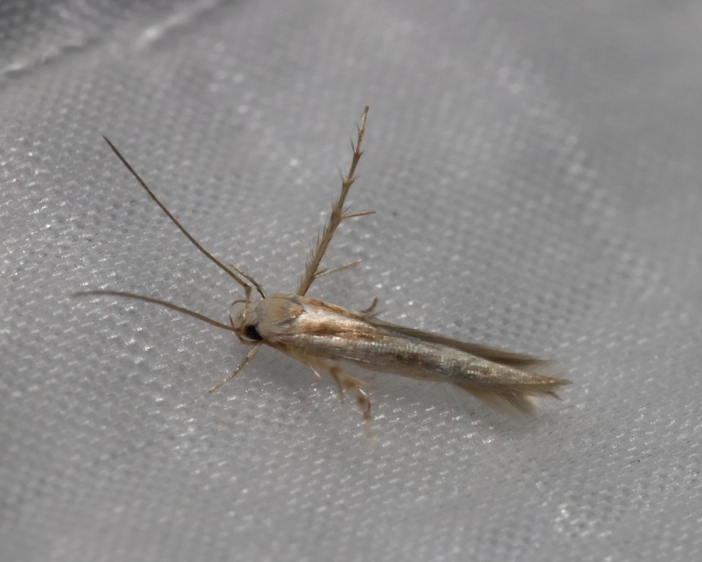 Stathmopodinae from Hong Kong on December 31, 2023 at 0744 PM by sk2