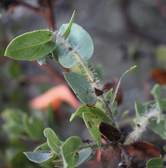 Arctostaphylos purissima ssp. purissima
