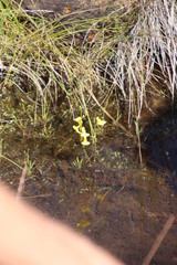 Utricularia prehensilis