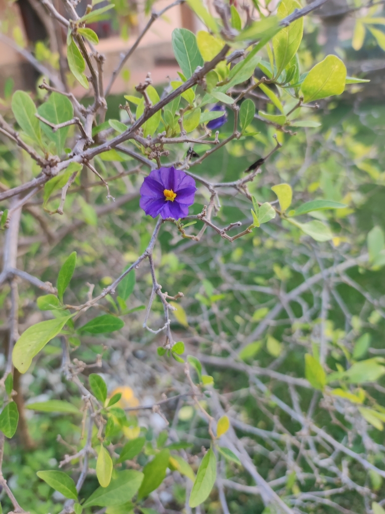 Foto de Mirtilo-azul