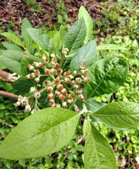 Pluchea carolinensis