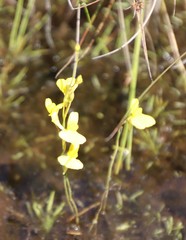 Utricularia prehensilis