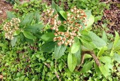 Pluchea carolinensis