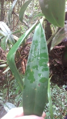 Bulbophyllum coriophorum image