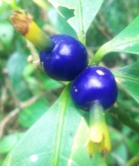 Psychotria suterella
