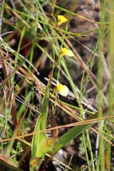 Utricularia prehensilis