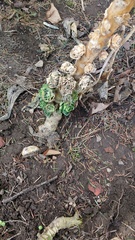 Brassica oleracea gemmifera