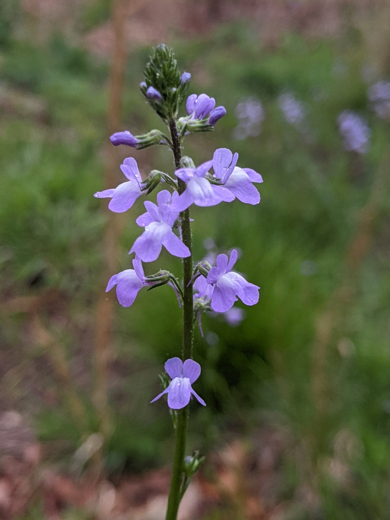 Canada toadflax
