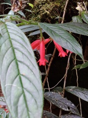 Columnea anisophylla