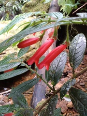 Columnea anisophylla