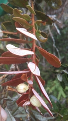 Agarista salicifolia