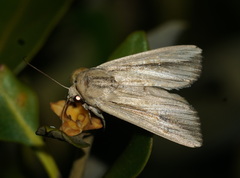 Leucania stenographa