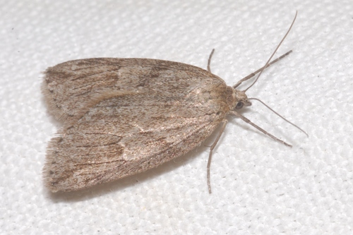 Horse Chestnut Moth