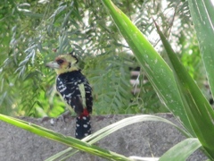 Trachyphonus vaillantii vaillantii