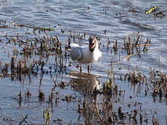 Chroicocephalus ridibundus