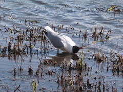 Chroicocephalus ridibundus