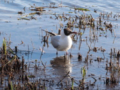 Chroicocephalus ridibundus