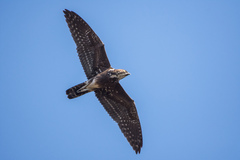 Bat Hawk photo 4