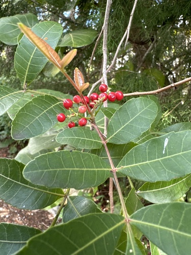 Foto de Aroeira