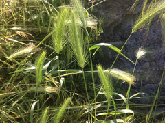 Hordeum murinum leporinum