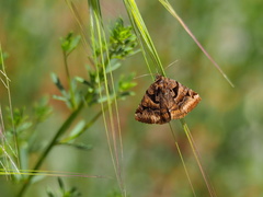 Euclidia ardita