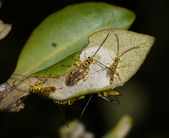 Xanthopimpla rhopaloceros