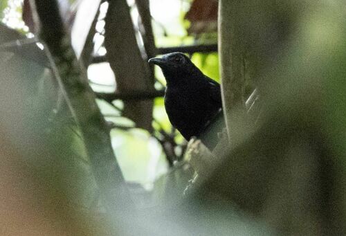 Goeldi's Antbird (Akletos goeldii), photo 1