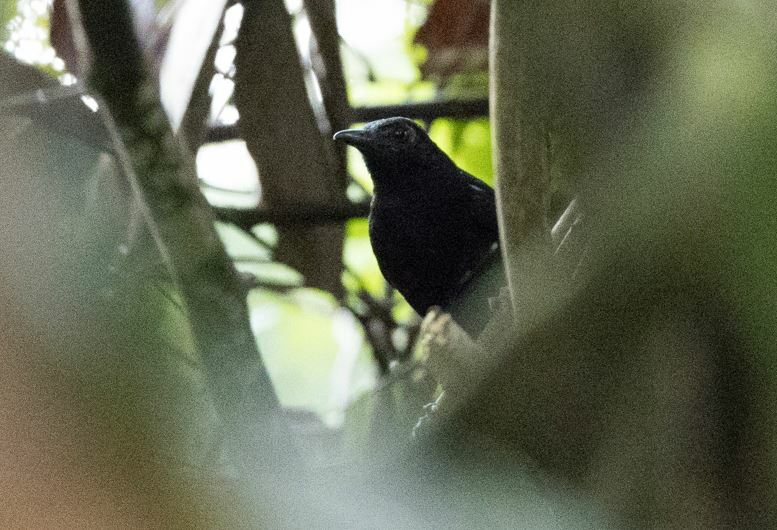 Goeldi's Antbird illustration