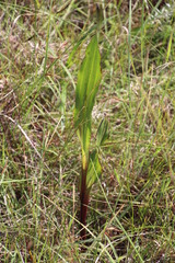 Hypoxis colchicifolia