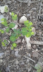Euphorbia roemeriana