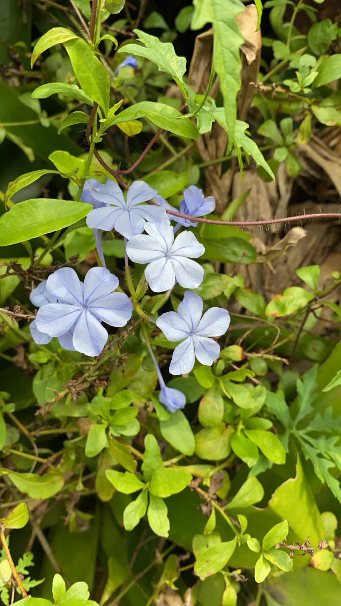Imagem de Jasmim-azul