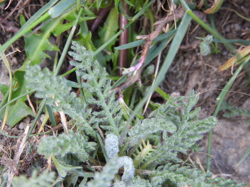 Image of Achillea nana by (c) Yves Bas, some rights reserved (CC BY)