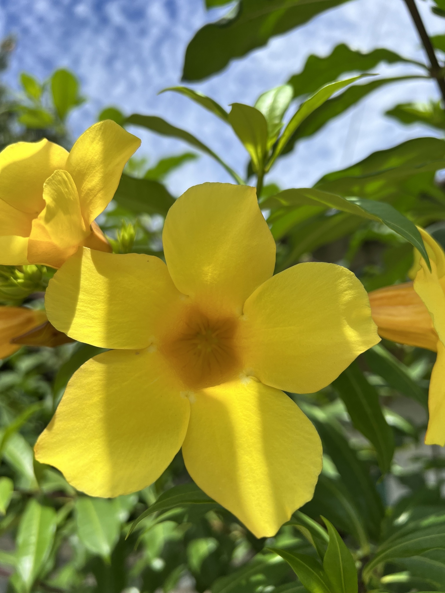 Imagem de Alamanda