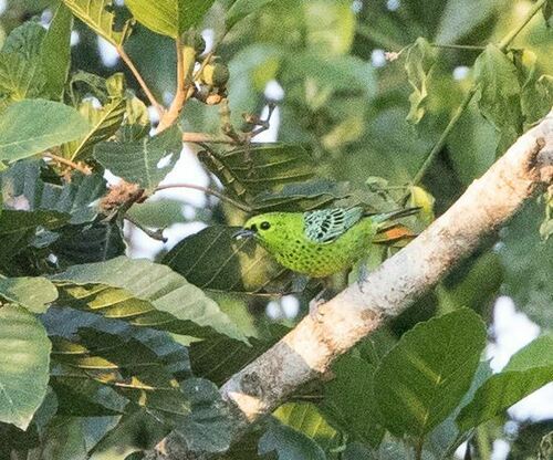 Yellow-bellied Tanager (Ixothraupis xanthogastra), photo 6