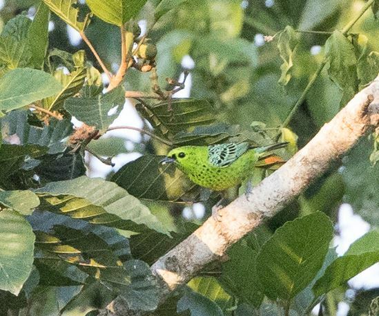 Yellow-bellied Tanager (Ixothraupis xanthogastra), photo 6