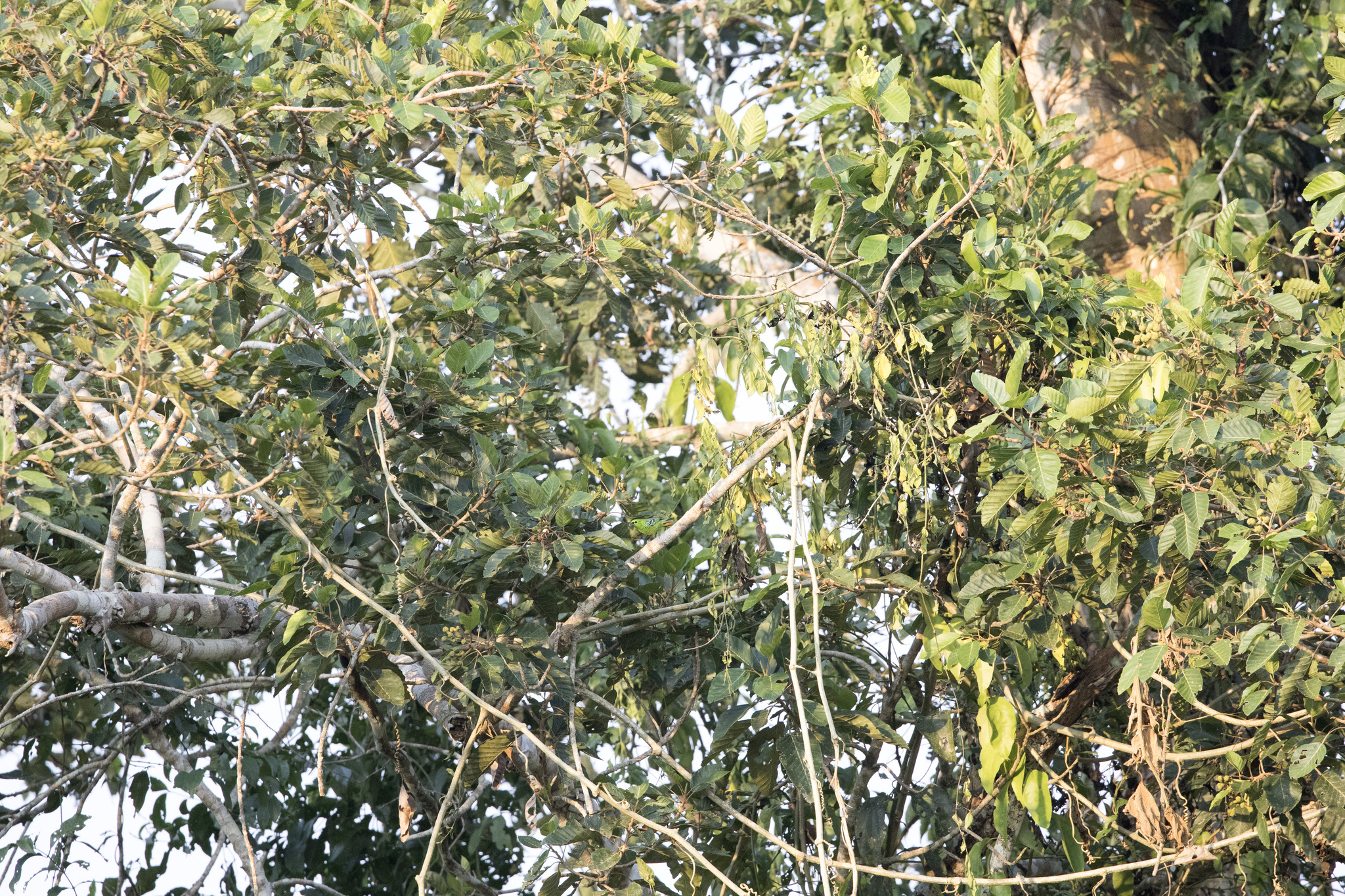 Yellow-bellied Tanager (Ixothraupis xanthogastra), photo 7