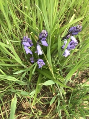 Hyacinthoides non-scripta